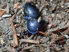 Trypocopris vernalis
