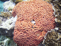 Lobophyllia corymbosa