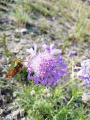 Scabiosa comosa