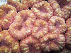 Lobophyllia corymbosa