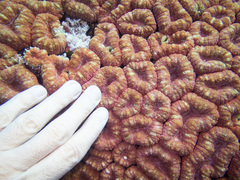 Lobophyllia corymbosa