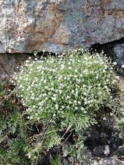 Stellaria dichotoma