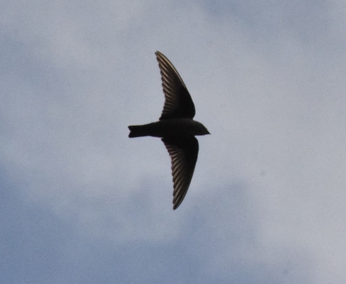 Avión roquero (Ptyonoprogne rupestris)