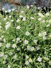Stellaria dichotoma