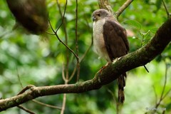 Accipiter tachiro