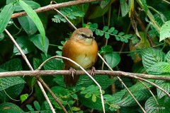 Bradypterus cinnamomeus