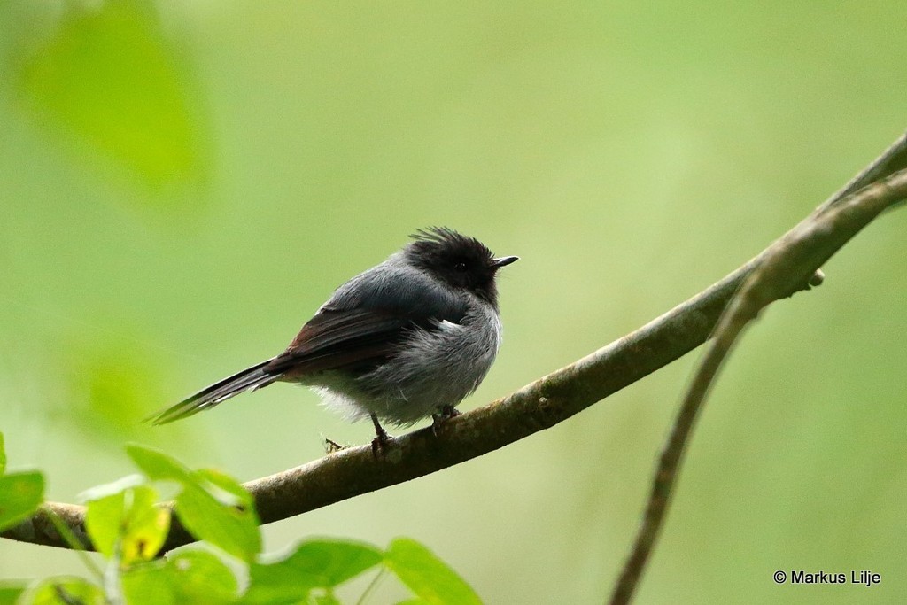 White-tailed Crested Flycatcher photo