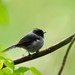 White-tailed Crested Flycatcher - Photo (c) markus lilje, some rights reserved (CC BY-NC-ND), uploaded by markus lilje