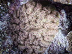 Lobophyllia agaricia