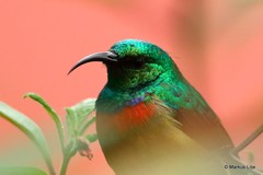 Cinnyris usambaricus