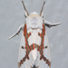 Red-tailed Specter Moth - Photo (c) Royal Tyler, some rights reserved (CC BY-NC-SA), uploaded by Royal Tyler