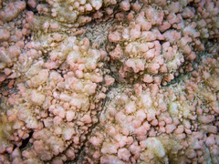 Lobophyllia agaricia