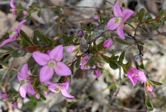 Boronia crenulata