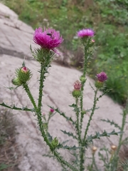 Carduus acanthoides