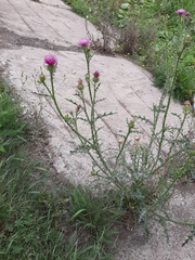 Carduus acanthoides