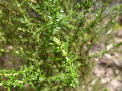 Olearia tubuliflora