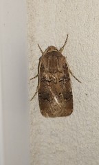 Agrotis bigramma