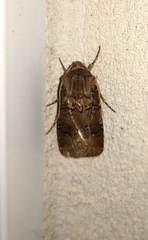 Agrotis bigramma