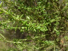 Olearia tubuliflora