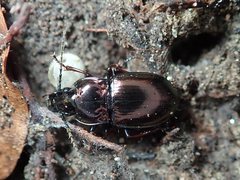 Pterostichus burmeisteri