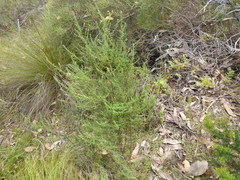 Olearia tubuliflora