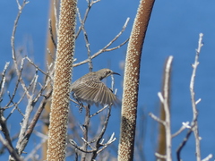 Gliciphila melanops