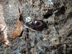 Pterostichus burmeisteri