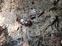 Pterostichus burmeisteri