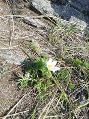 Pulsatilla tenuiloba