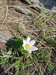 Pulsatilla tenuiloba