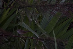 Bradypterus baboecala