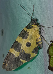 Pantherodes pardalaria