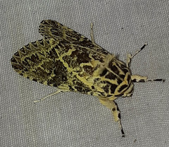 Lichnoptera