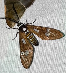 Phaio acquiguttata