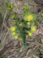 Pimelea flava flava