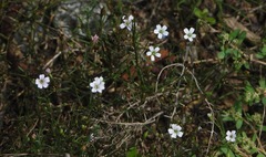 Gypsophila repens
