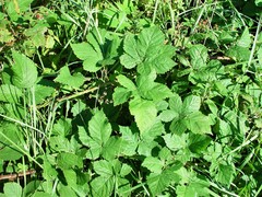 Rubus latifolius