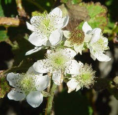 Rubus latifolius