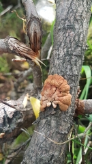Hypocreopsis lichenoides