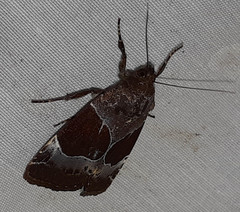 Hampsonodes
