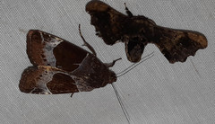 Hampsonodes