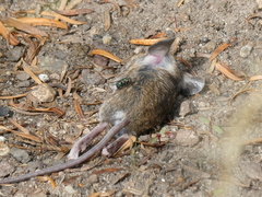 Apodemus flavicollis