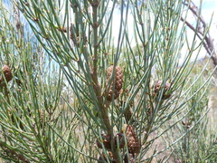Allocasuarina striata