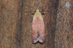 Anacampsis fullonella
