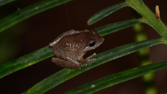 Pseudophilautus popularis