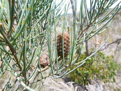 Allocasuarina striata
