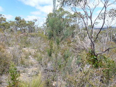 Allocasuarina striata