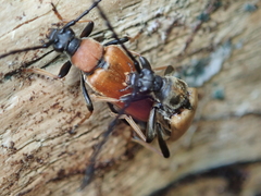 Stictoleptura rubra