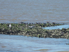 Haematopus ostralegus