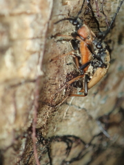 Stictoleptura rubra